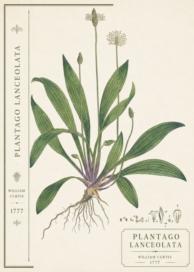 William Curtis Plantago Lanceolata III No2 - Affiche