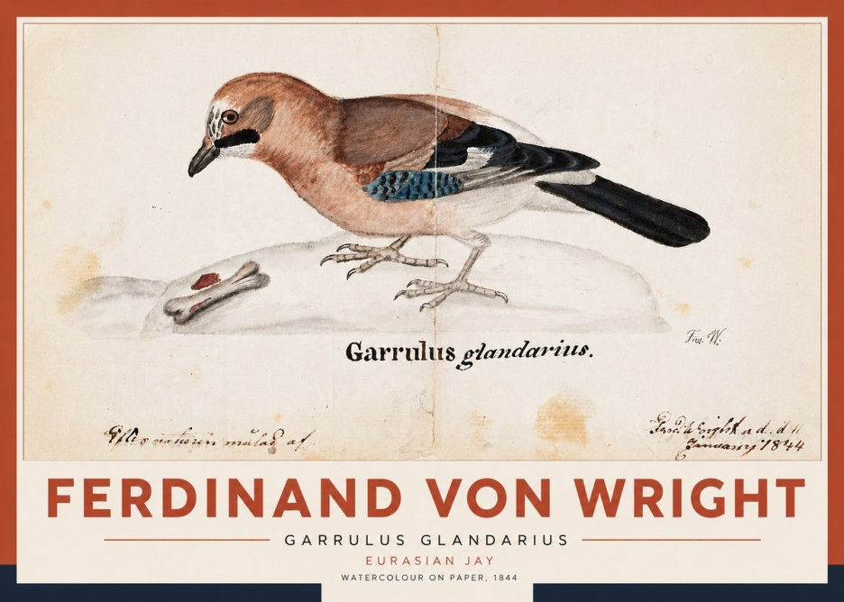 Ferdinand von Wright Garrulus Glandarius No5 - Affiche