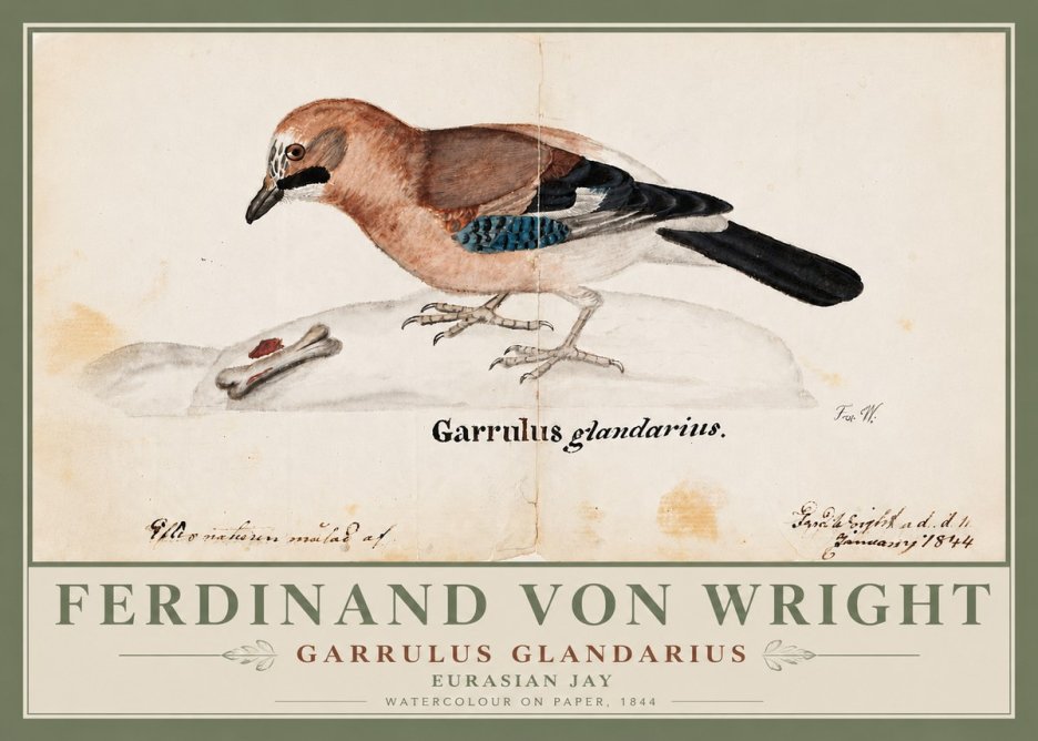 Ferdinand von Wright Garrulus Glandarius No6 - Affiche