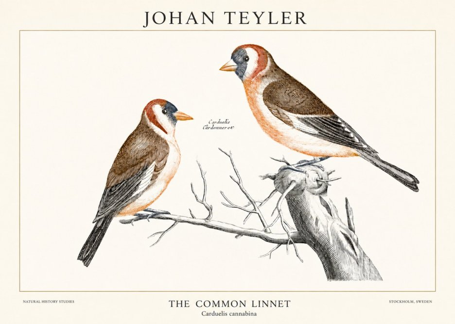 Johan Teyler The Common Linnet No1 - Affiche