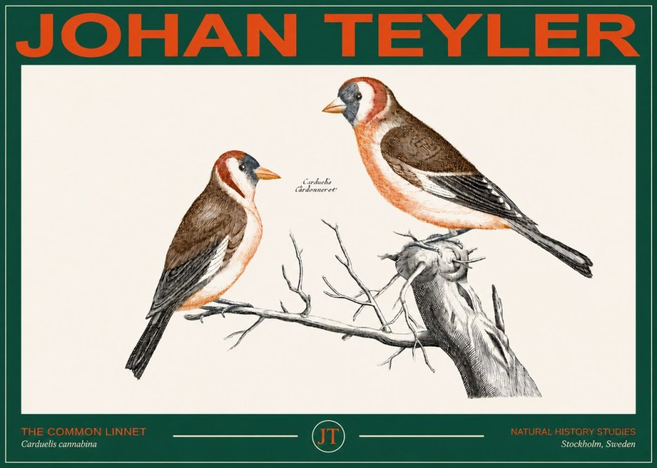 Johan Teyler The Common Linnet No2 - Affiche