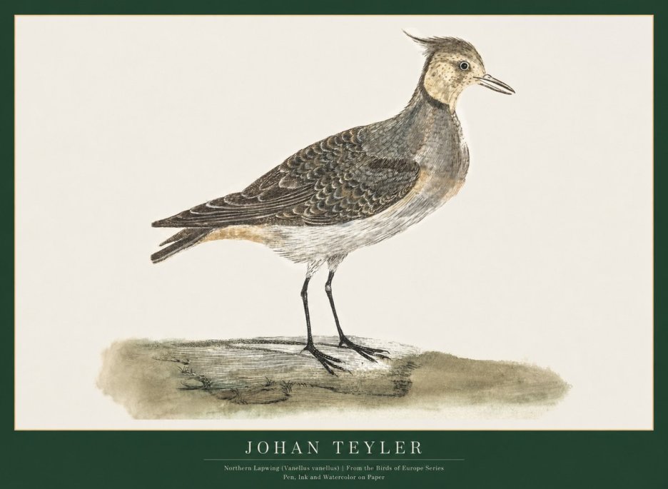 Johan Teyler Northern Lapwing (Vanellus Vanellus) No1 - Affiche