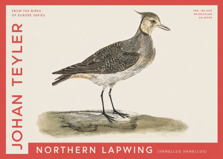 Johan Teyler Northern Lapwing (Vanellus Vanellus) No4 - Affiche