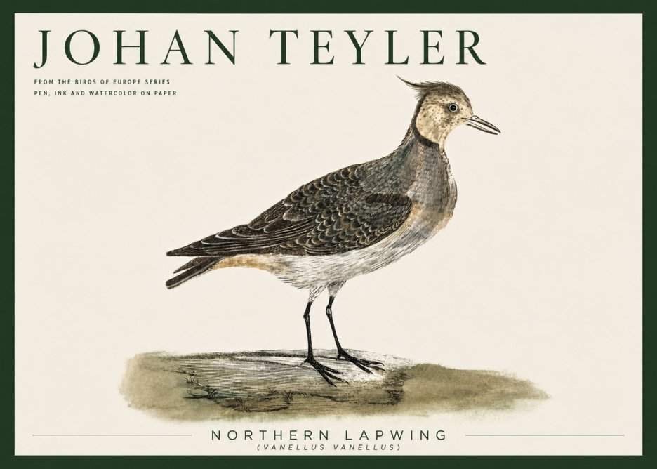 Johan Teyler Northern Lapwing (Vanellus Vanellus) No5 - Affiche