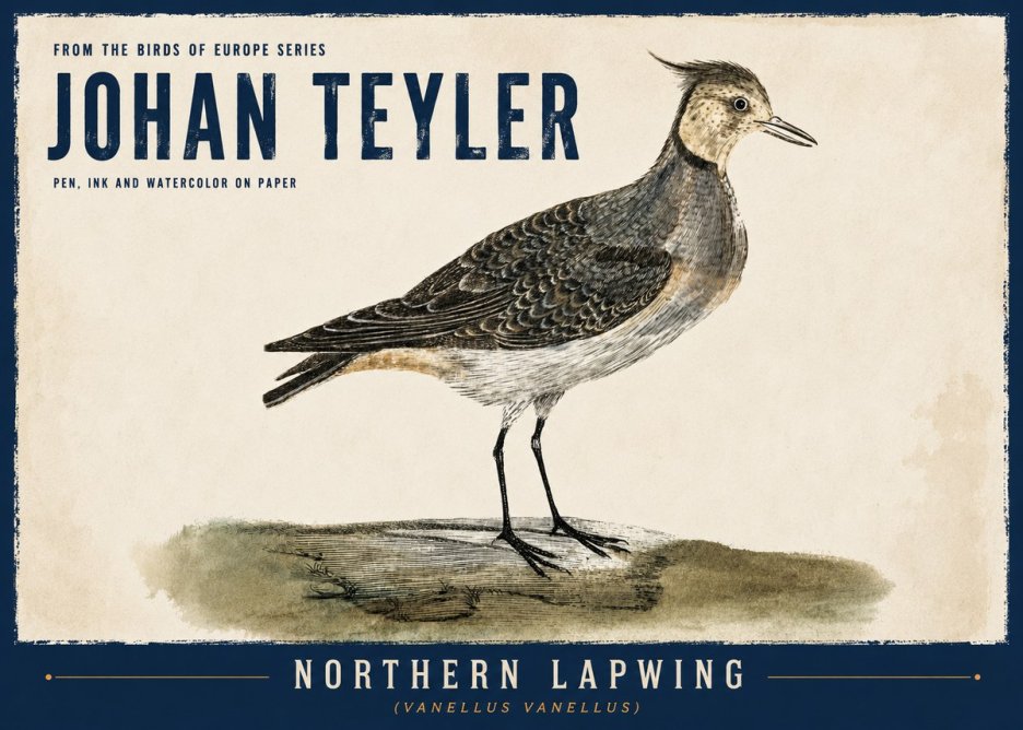 Johan Teyler Northern Lapwing (Vanellus Vanellus) No6 - Affiche