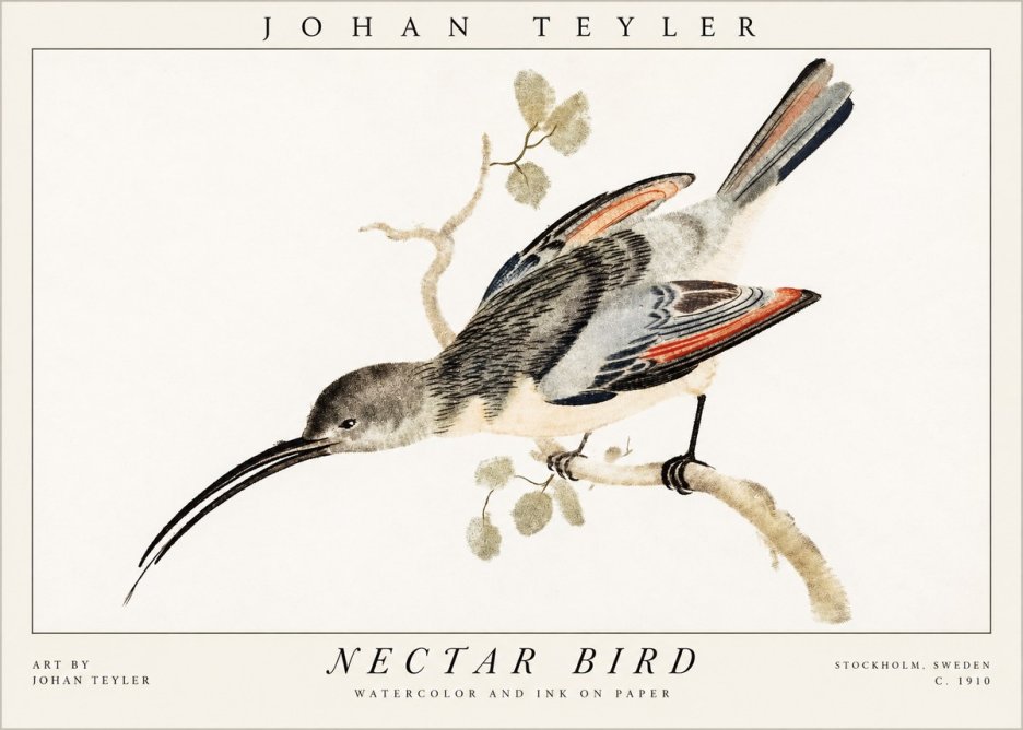 Johan Teyler Nectar Bird No1 - Affiche