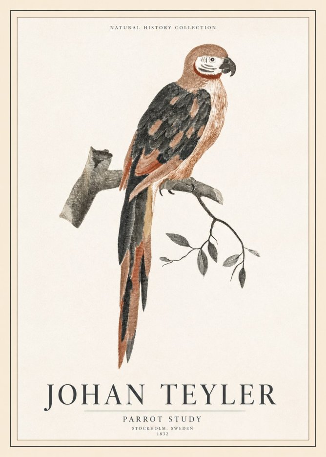 Johan Teyler Parrot Study I No1 - Affiche