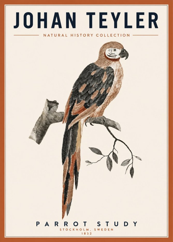 Johan Teyler Parrot Study I No3 - Affiche