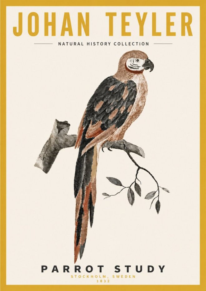 Johan Teyler Parrot Study I No4 - Affiche