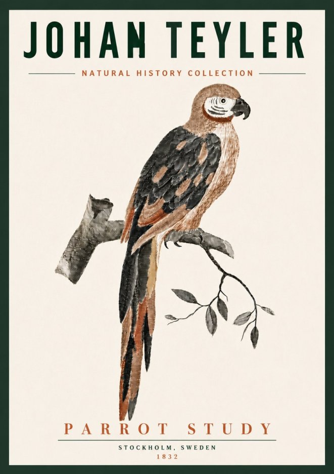 Johan Teyler Parrot Study I No6 - Affiche