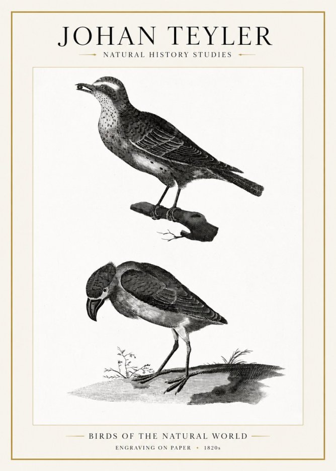 Johan Teyler Birds of the Natural World No1 - Affiche
