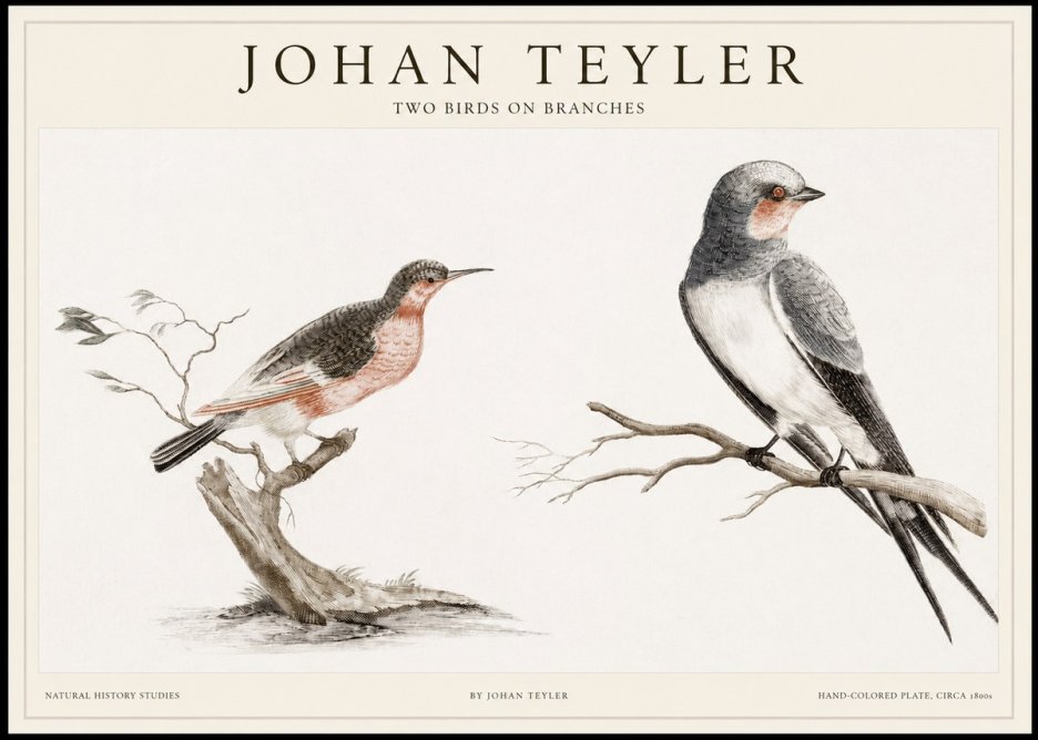 Johan Teyler Two Birds on Branches No1 - Affiche