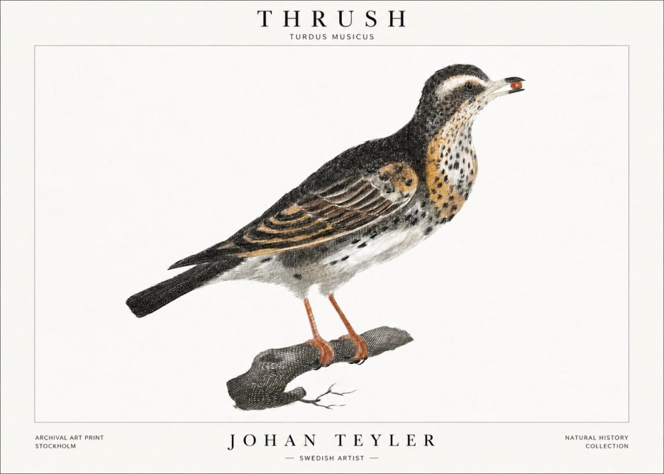 Johan Teyler Thrush No1 - Affiche
