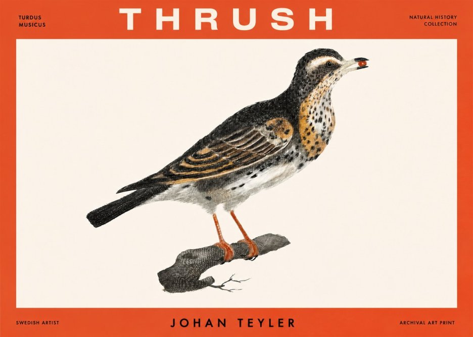 Johan Teyler Thrush No2 - Affiche