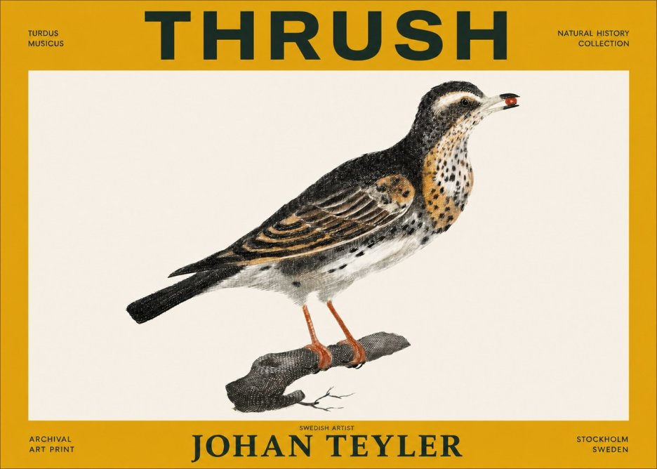 Johan Teyler Thrush No3 - Affiche