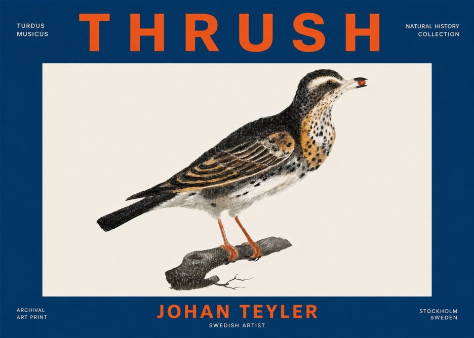 Johan Teyler Thrush No4 - Affiche