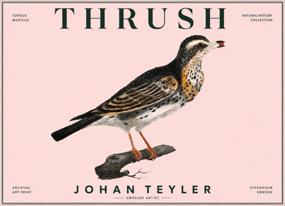 Johan Teyler Thrush No6 - Affiche