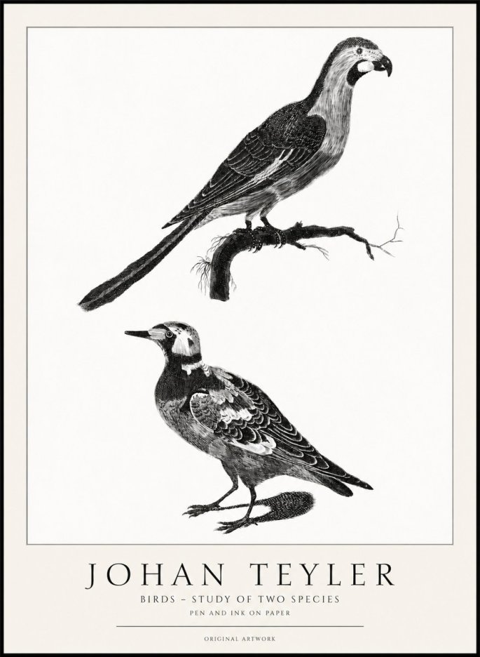 Johan Teyler Birds - Study of Two Species No1 - Affiche