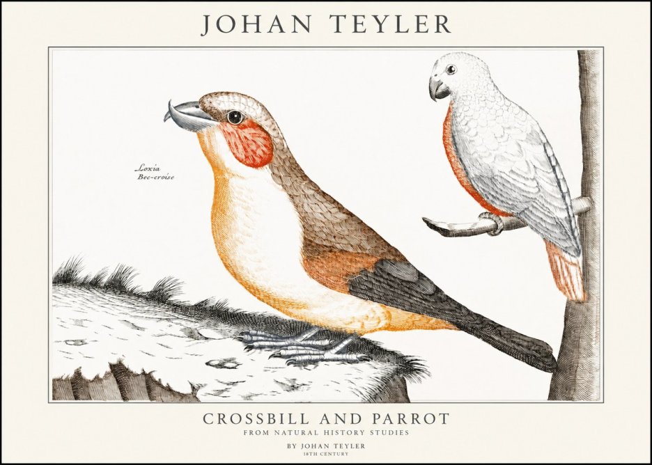 Johan Teyler Crossbill and Parrot No1 - Affiche