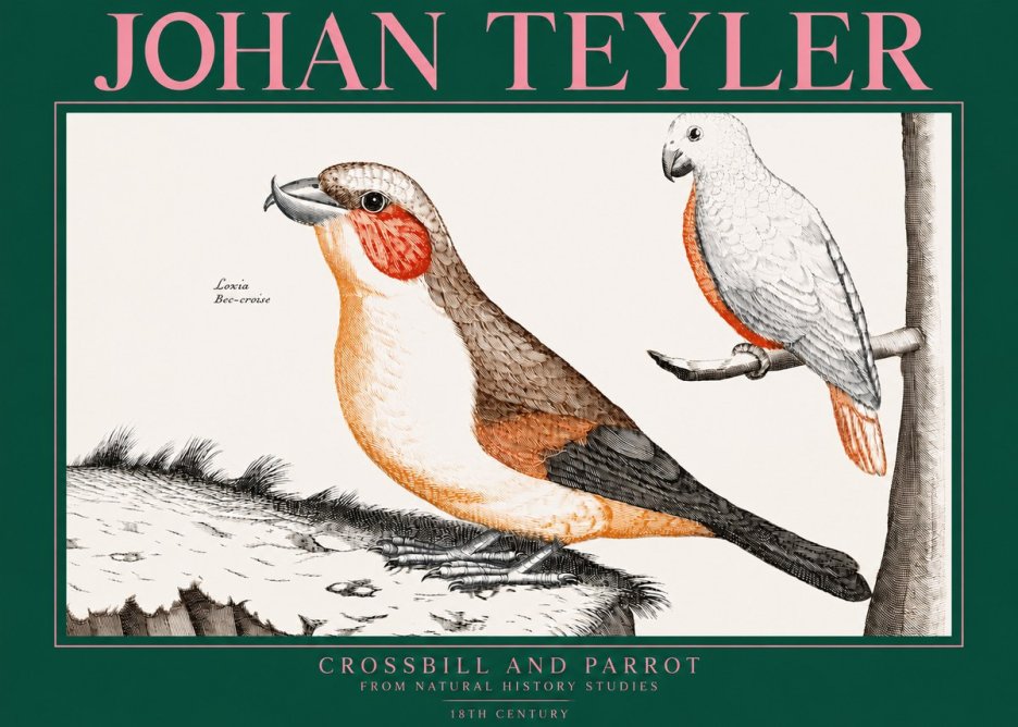 Johan Teyler Crossbill and Parrot No3 - Affiche