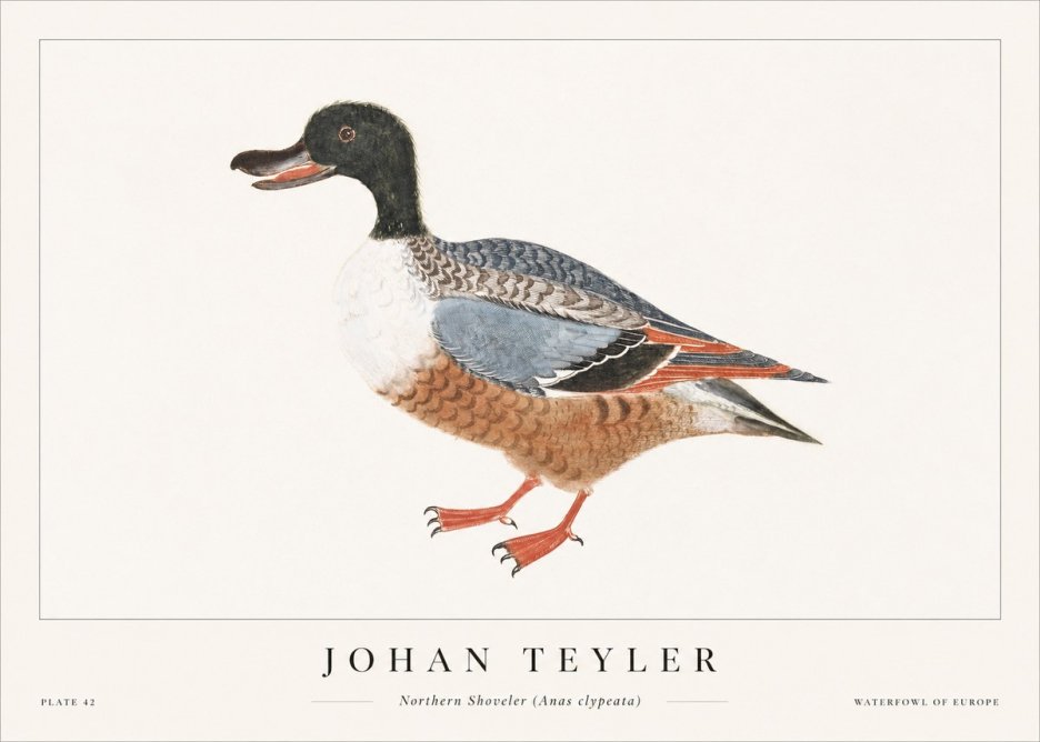 Johan Teyler Northern Shoveler (Anas Clypeata) No1 - Affiche