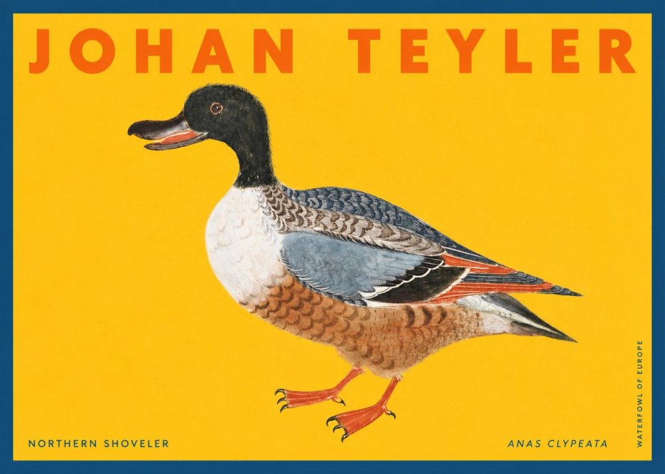 Johan Teyler Northern Shoveler (Anas Clypeata) No2 - Affiche