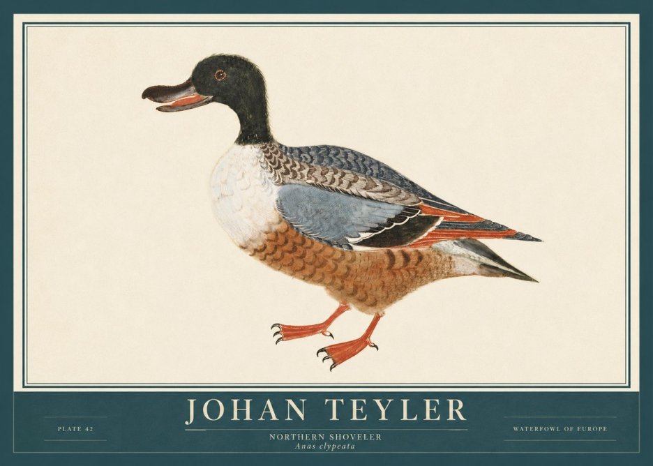 Johan Teyler Northern Shoveler (Anas Clypeata) No3 - Affiche
