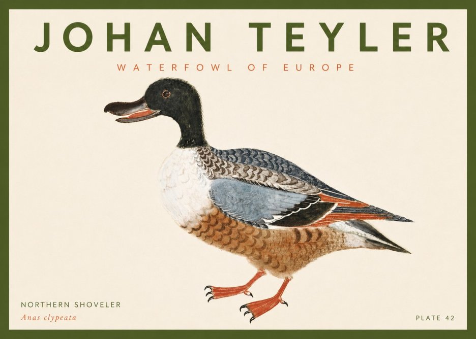 Johan Teyler Northern Shoveler (Anas Clypeata) No4 - Affiche