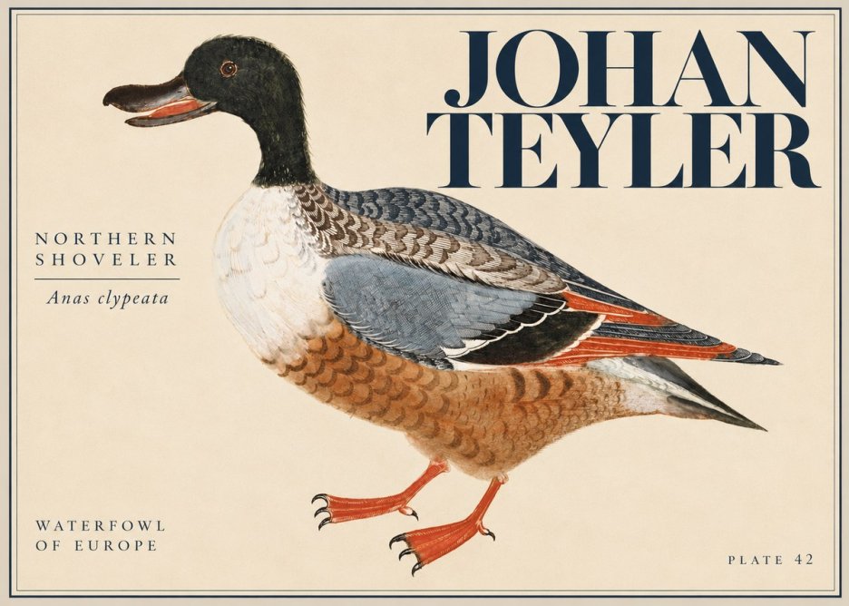 Johan Teyler Northern Shoveler (Anas Clypeata) No5 - Affiche