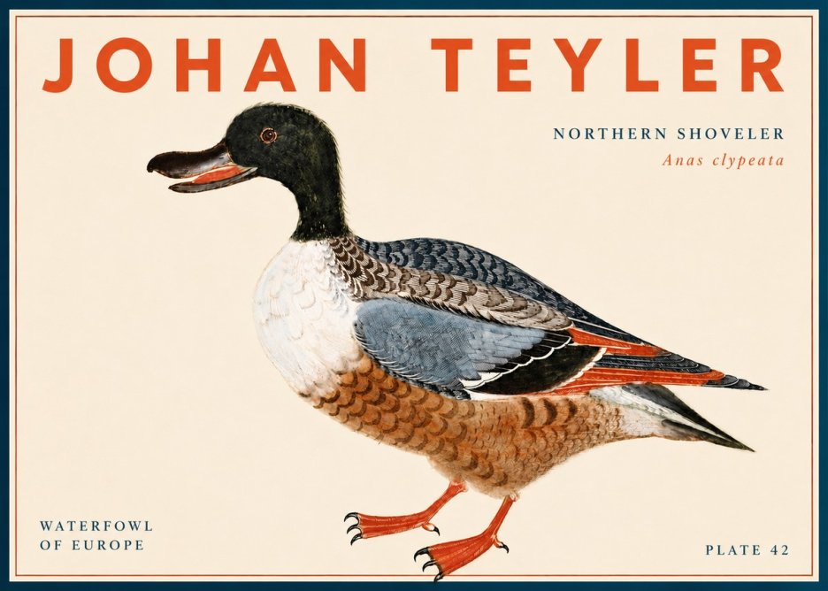 Johan Teyler Northern Shoveler (Anas Clypeata) No6 - Affiche