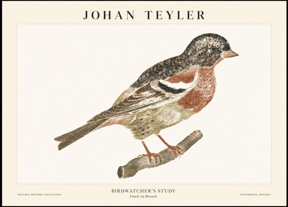Johan Teyler Finch on Branch No1 - Affiche
