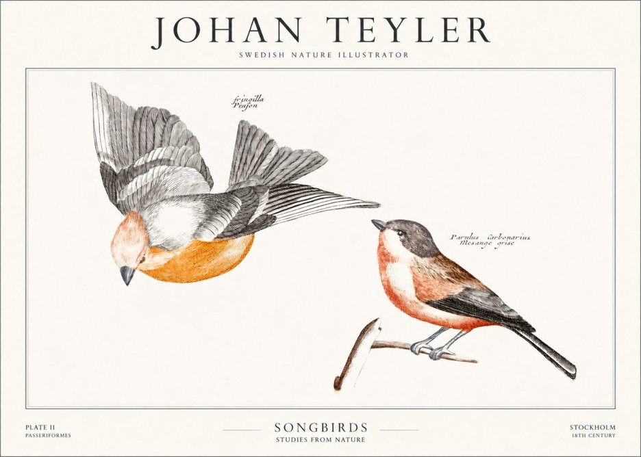 Johan Teyler Songbirds - Plate Ii No1 - Affiche