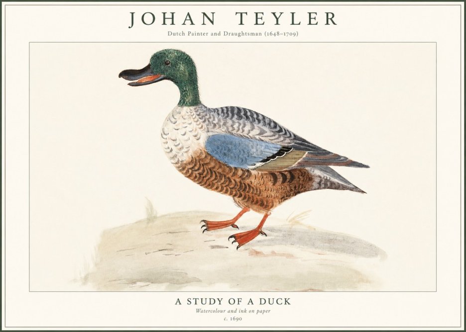 Johan Teyler A Study of a Duck No1 - Affiche