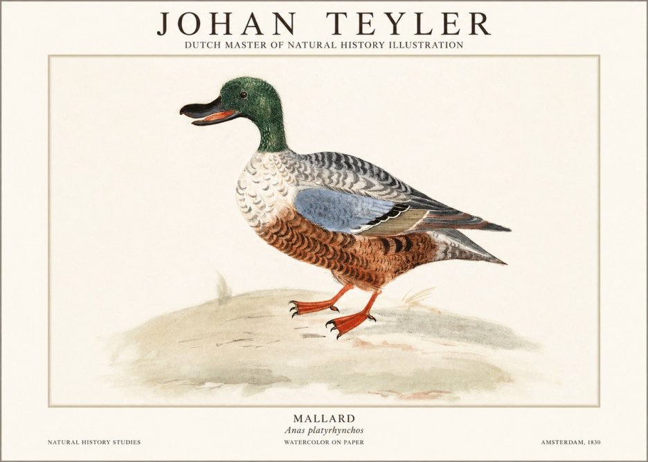 Johan Teyler A Study of a Duck No2 - Affiche