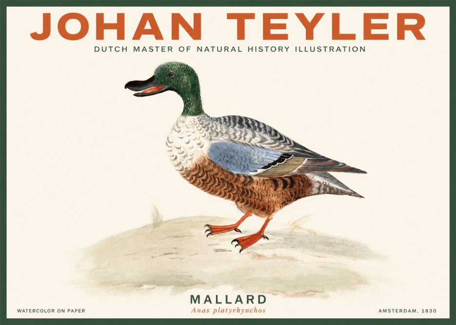 Johan Teyler A Study of a Duck No3 - Affiche