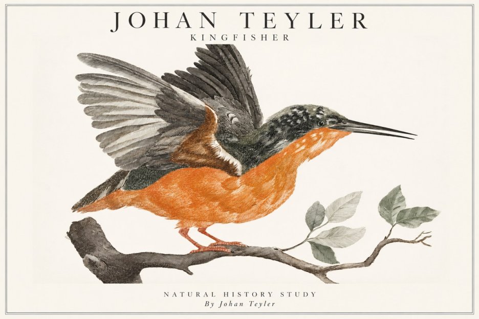 Johan Teyler Kingfisher No1 - Affiche