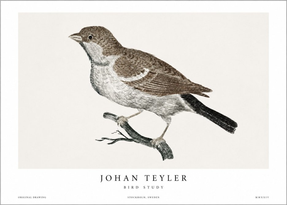 Johan Teyler Bird Study II No1 - Affiche