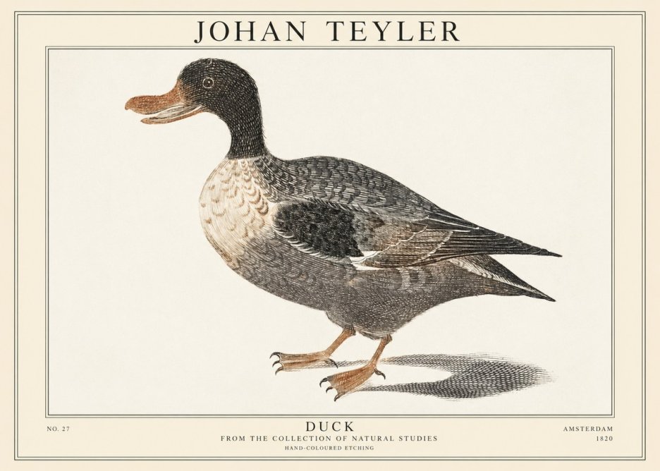 Johan Teyler Duck I No1 - Affiche