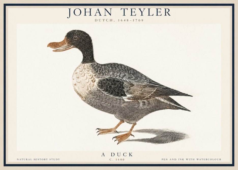 Johan Teyler Duck I No6 - Affiche