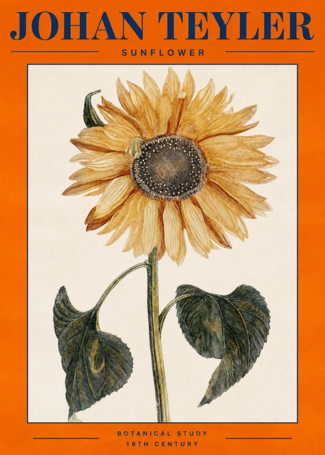 Johan Teyler Sunflower No2 - Affiche