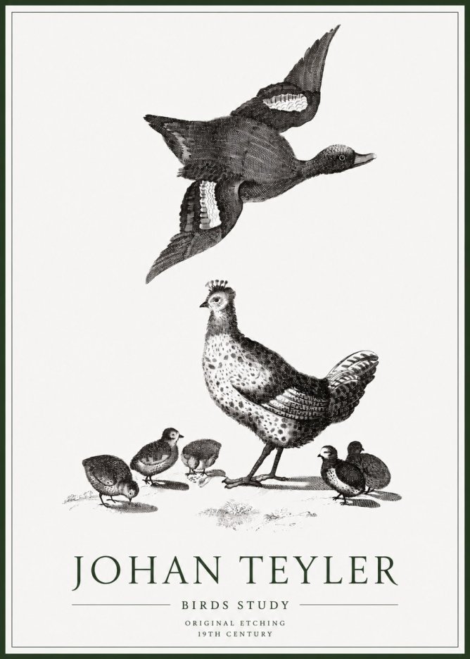 Johan Teyler Birds Study No1 - Affiche