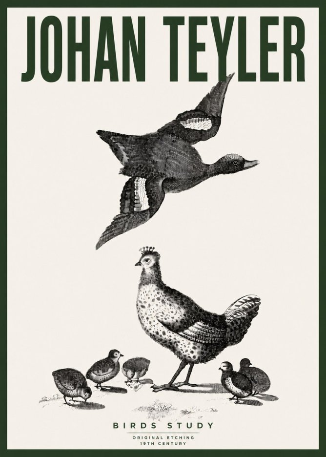 Johan Teyler Birds Study No4 - Affiche
