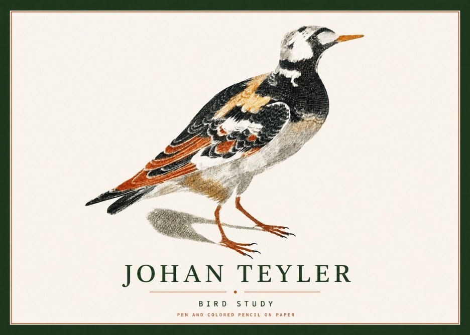 Johan Teyler Bird Study IV No4 - Affiche