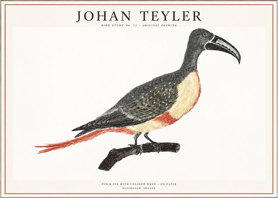 Johan Teyler Bird Study No. 12 - Original Drawing No1 - Affiche