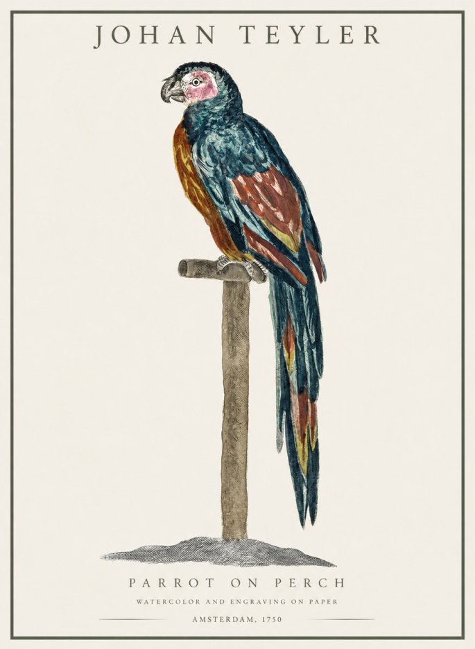 Johan Teyler Parrot on Perch No1 - Affiche