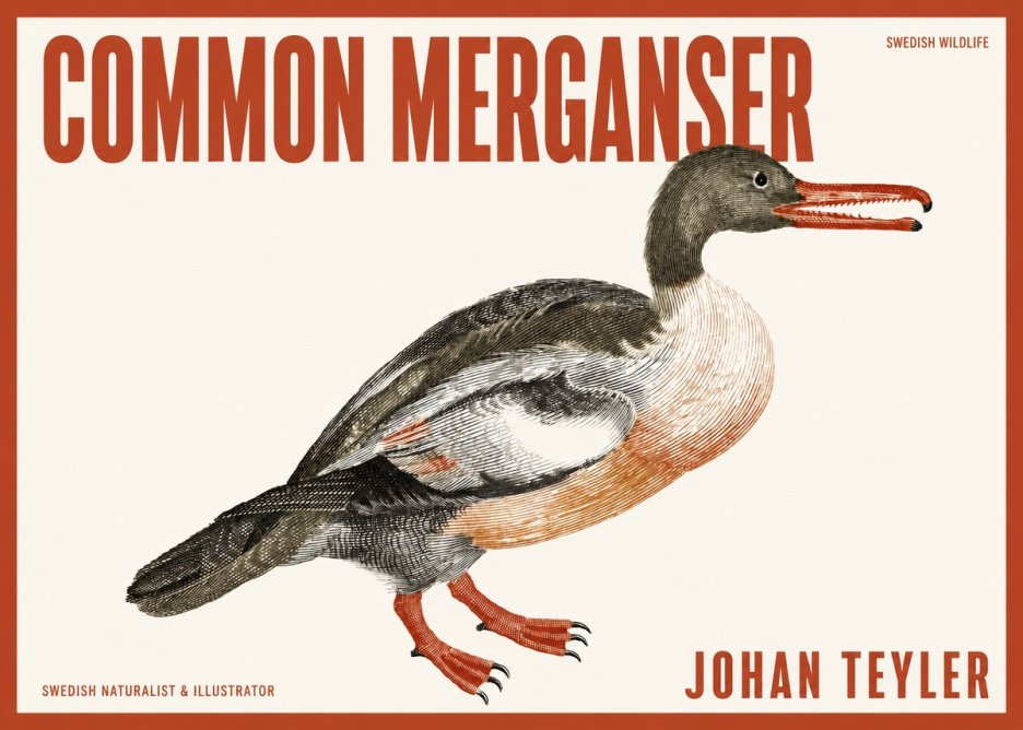 Johan Teyler Common Merganser No2 - Affiche