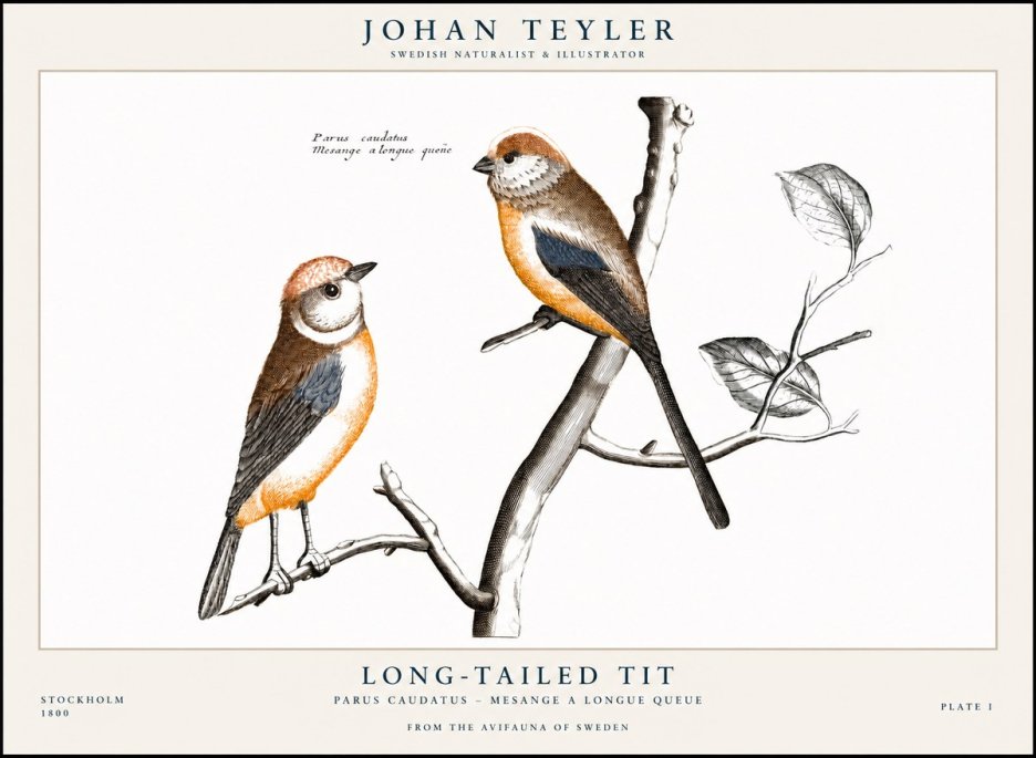 Johan Teyler Long-tailed Tit No1 - Affiche