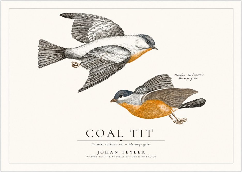 Johan Teyler Coal Tit No1 - Affiche