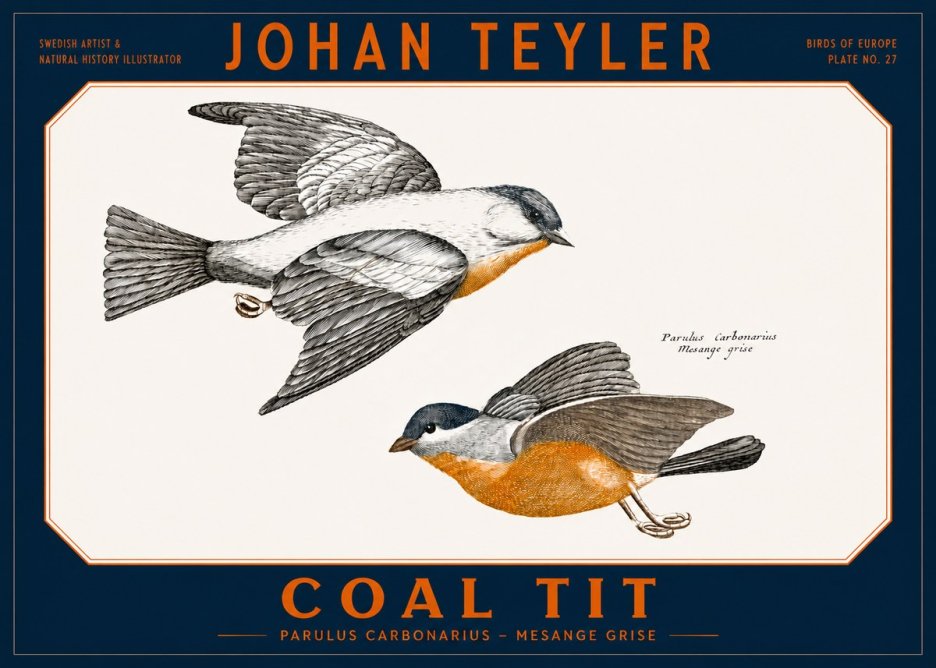 Johan Teyler Coal Tit No2 - Affiche
