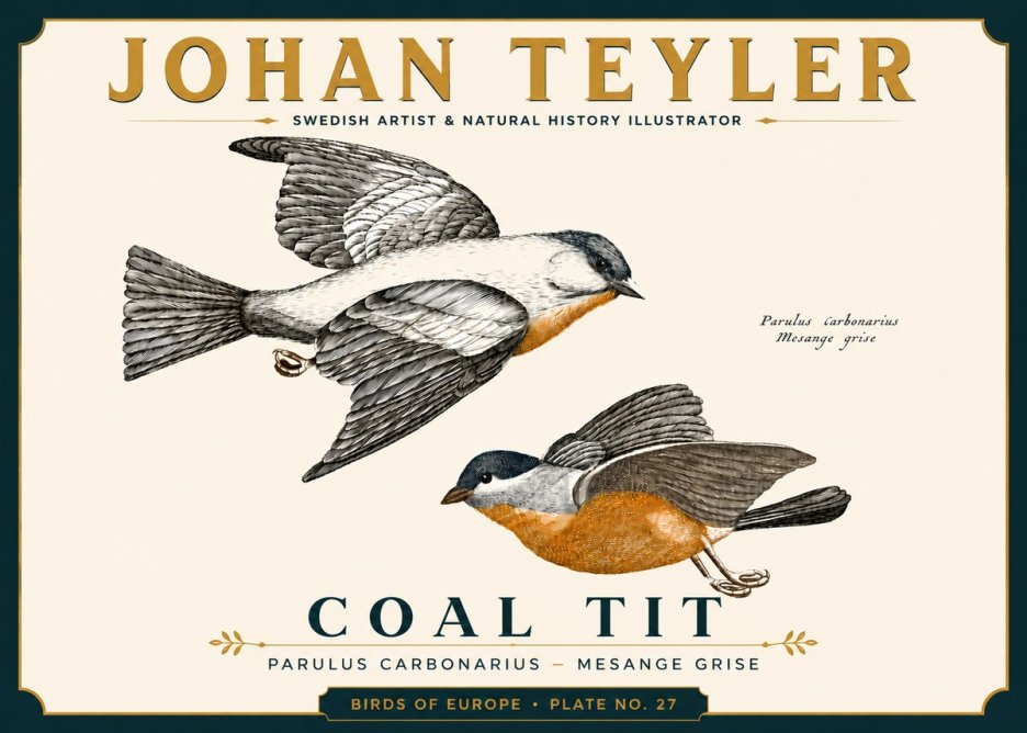 Johan Teyler Coal Tit No6 - Affiche